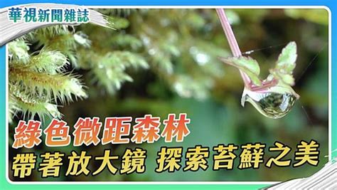 青苔哪裡找|探索苔蘚之美 綠色微距森林｜華視新聞雜